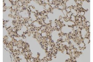 ABIN6277513 at 1/100 staining Rat lung tissue by IHC-P. (Glutaredoxin 1 anticorps  (N-Term))
