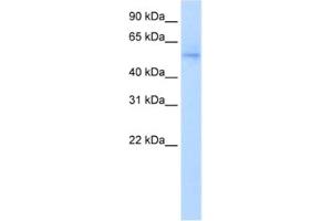 Western Blotting (WB) image for anti-NGFI-A Binding Protein 1 (EGR1 Binding Protein 1) (NAB1) antibody (ABIN2460359)