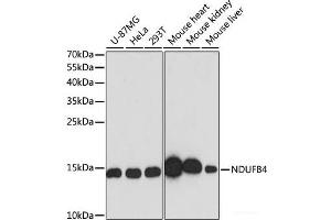 Western blot analysis of extracts of various cell lines using NDUFB4 Polyclonal Antibody at dilution of 1:3000. (NDUFB4 anticorps)