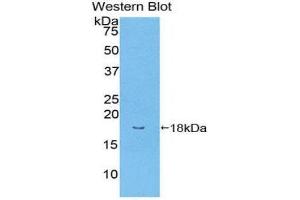 Western Blotting (WB) image for anti-Bone Morphogenetic Protein Receptor, Type II (serine/threonine Kinase) (BMPR2) (AA 27-150) antibody (ABIN1858163) (BMPR2 anticorps  (AA 27-150))