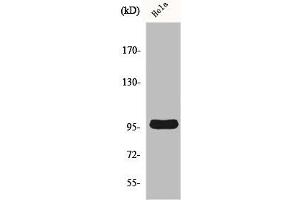 Western Blot analysis of A549 cells using Cyclin M2 Polyclonal Antibody (Cyclin M2 anticorps  (Internal Region))
