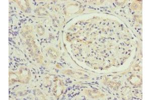 Immunohistochemistry of paraffin-embedded human kidney tissue using ABIN7159966 at dilution of 1:100 (MFN1 anticorps  (AA 622-741))