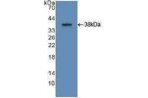 Detection of Recombinant APOA2, Human using Polyclonal Antibody to Apolipoprotein A2 (APOA2) (APOA2 anticorps  (AA 24-100))