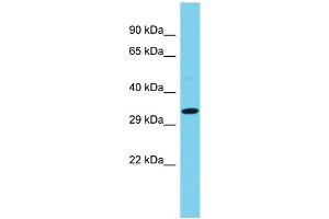 Host: Rabbit  Target Name: Ccdc42  Sample Tissue: Rat Pancreas lysates  Antibody Dilution: 1. (CCDC42 anticorps  (Middle Region))