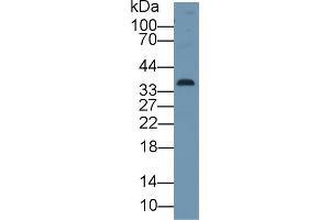 Detection of CDK1 in Human A549 cell lysate using Polyclonal Antibody to Cyclin Dependent Kinase 1 (CDK1)