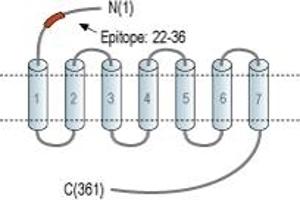 anti-omega-3 Fatty Acid Receptor 1 (O3FAR1) (AA 22-36), (Extracellular), (N-Term) antibody