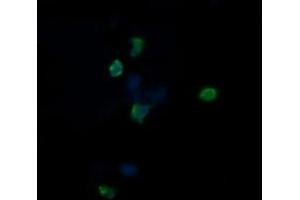 Image no. 2 for anti-Chaperonin Containing TCP1, Subunit 8 (Theta)-Like 2 (CCT8L2) antibody (ABIN1497483) (CCT8L2 anticorps)