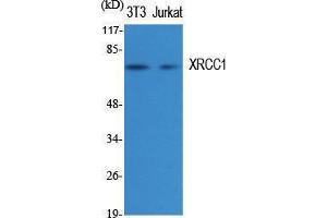 Western Blotting (WB) image for anti-X-Ray Repair Complementing Defective Repair in Chinese Hamster Cells 1 (XRCC1) (C-Term) antibody (ABIN3180389) (XRCC1 anticorps  (C-Term))