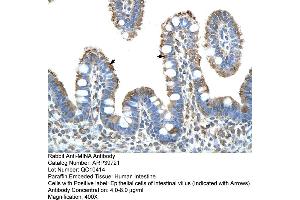 Human Intestine (MINA anticorps  (N-Term))
