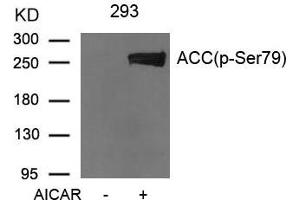 Western blot analysis of extracts from 293 cells untreated or treated with AICAR using Acetyl-CoA Carboxylase (Phospho-Ser79) Antibody. (Acetyl-CoA Carboxylase alpha anticorps  (pSer79))
