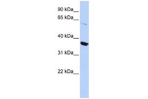 KCNA10 antibody used at 1 ug/ml to detect target protein. (KCNA10 anticorps  (N-Term))