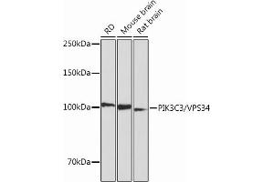 Western blot analysis of extracts of various cell lines, using PIK3C3/VPS34 Rabbit mAb (ABIN7269328) at 1:1000 dilution.