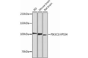 Western blot analysis of extracts of various cell lines, using PIK3C3/VPS34 Rabbit mAb (ABIN7269328) at 1:1000 dilution. (PIK3C3 anticorps)