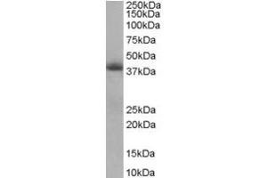 Western Blotting (WB) image for anti-Translocase of Inner Mitochondrial Membrane 50 Homolog (TIMM50) (Internal Region) antibody (ABIN2466376) (TIMM50 anticorps  (Internal Region))