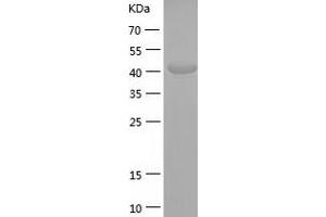 Western Blotting (WB) image for Phosphoglycerate Kinase 2 (PGK2) (AA 1-417) protein (His-IF2DI Tag) (ABIN7124418)