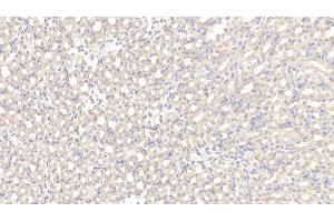 Detection of OPG in Mouse Kidney Tissue using Polyclonal Antibody to Osteoprotegerin (OPG)