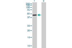 Western Blot analysis of GNA15 expression in transfected 293T cell line by GNA15 MaxPab polyclonal antibody.