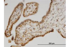 Image no. 1 for anti-Selenoprotein X, 1 (SEPX1) (AA 1-85) antibody (ABIN599564) (MSRB1 anticorps  (AA 1-85))