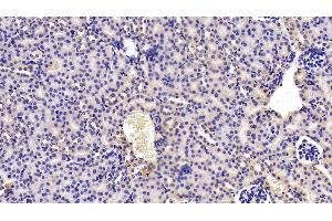 Detection of TWSG1 in Mouse Kidney Tissue using Polyclonal Antibody to Twisted Gastrulation Protein Homolog 1 (TWSG1) (TWSG1 anticorps  (AA 26-223))