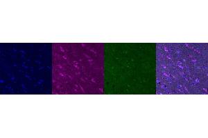 Immunohistochemistry (IHC) image for anti-Kv Channel Interacting Protein 2 (KCNIP2) antibody (ABIN7456123)