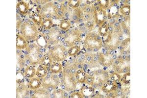 Immunohistochemistry of paraffin-embedded Mouse kidney using SMAD9 Polyclonal Antibody at dilution of 1:100 (40x lens). (SMAD9 anticorps)