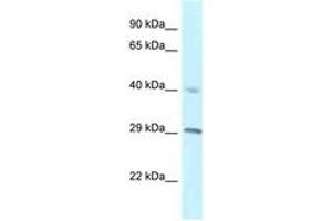 Image no. 1 for anti-Regulator of Chromosome Condensation 1 (RCC1) (C-Term) antibody (ABIN6747486) (RCC1 anticorps  (C-Term))