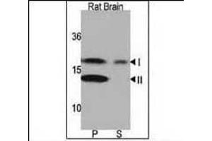 Western blot analysis of anti-LC3 (G8a) Pab 1801a in rat brain lysate. (MAP1LC3A anticorps  (N-Term))