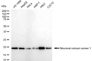 Western blotting analysis using Neuronal calcium sensor 1 antibody (ABIN7799584). (Recombinant NCS1 anticorps)