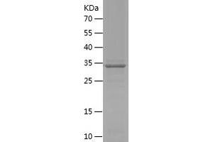 Western Blotting (WB) image for Sarcoglycan, epsilon (SGCE) (AA 15-127) protein (His-IF2DI Tag) (ABIN7124985)