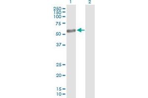 Western Blot analysis of NR6A1 expression in transfected 293T cell line by NR6A1 MaxPab polyclonal antibody. (NR6A1 anticorps  (AA 1-475))