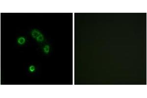 Immunofluorescence analysis of MCF7 cells, using TAS2R13 Antibody. (TAS2R13 anticorps  (AA 123-172))