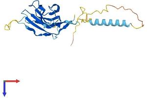 AlphaFold protein structure predicition of Mouse Recombinant Nicn1 Protein, UniprotID Q9CQM0