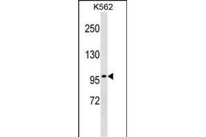 ITGB2 Antibody (ABIN1539991 and ABIN2837841) western blot analysis in K562 cell line lysates (35 μg/lane). (Integrin beta 2 anticorps)