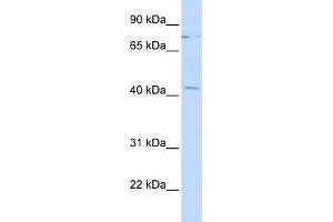 WB Suggested Anti-ZNF302 Antibody Titration:  0. (ZNF302 anticorps  (Middle Region))