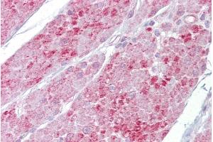 anti-2',5'-Oligoadenylate Synthetase 1, 40/46kDa (OAS1) (N-Term) antibody