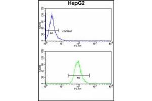 Image no. 3 for anti-Alcohol Dehydrogenase 1B (Class I), beta Polypeptide (ADH1B) (AA 216-245) antibody (ABIN452722)