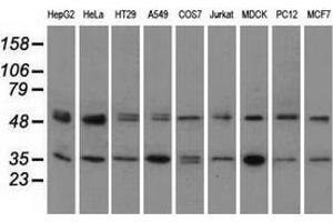 Western blot analysis of extracts (35 µg) from 9 different cell lines by using anti-PRKAR2A monoclonal antibody.
