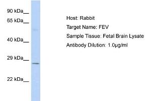 Host: Rabbit Target Name: FEV Sample Type: Fetal Brain lysates Antibody Dilution: 1. (FEV anticorps  (C-Term))