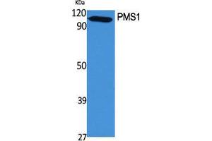Western Blot (WB) analysis of specific cells using PMS1 Polyclonal Antibody. (PMS1 anticorps  (Internal Region))