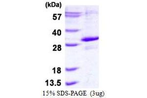 Image no. 1 for Egl-9 Family Hypoxia Inducible Factor 3 (EGLN3) protein (His tag) (ABIN1098639) (EGLN3 Protein (His tag))