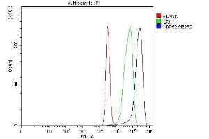 Flow Cytometry analysis of MCF-7 cells using anti-NDP52/CALCOCO2 antibody (ABIN7599400). (CALCOCO2 anticorps  (AA 1-446))