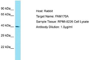 Host: Rabbit Target Name: FAM170A Sample Tissue: Human RPMI-8226 Whole Cell Antibody Dilution: 1ug/ml (FAM170A anticorps  (C-Term))