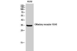 Western Blotting (WB) image for anti-Olfactory Receptor, Family 10, Subfamily A, Member 6 (OR10A6) (C-Term) antibody (ABIN3176453) (OR10A6 anticorps  (C-Term))