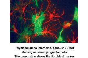Image no. 1 for anti-Internexin Neuronal Intermediate Filament Protein, alpha (INA) antibody (ABIN363319) (INA anticorps)