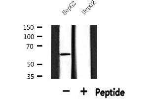 Western blot analysis of extracts from HepG2, using SGOL1 Antibody. (Shugoshin anticorps  (N-Term))
