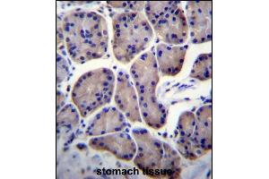 RPL23 Antibody (Center) (ABIN656509 and ABIN2845780) immunohistochemistry analysis in formalin fixed and paraffin embedded human stomach tissue followed by peroxidase conjugation of the secondary antibody and DAB staining.