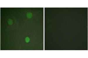 Immunofluorescence (IF) image for anti-Myc Proto-Oncogene protein (MYC) (AA 31-80) antibody (ABIN2888572) (c-MYC anticorps  (AA 31-80))