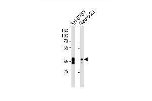Western blot analysis of lysates from SH-SY5Y, Neuro-2a cell line (from left to right), using (Mouse) Msi1 Antibody (Center) (ABIN6243867 and ABIN6577735). (MSI1 anticorps  (AA 81-113))