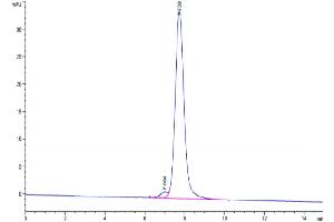 The purity of Mouse CD47 is greater than 95 % as determined by SEC-HPLC. (CD47 Protein (CD47) (AA 19-140) (Fc Tag))