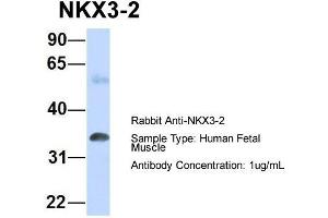 Host: Rabbit Target Name: NKX3-2 Sample Type: Human Fetal Muscle Antibody Dilution: 1. (NKX3-2 anticorps  (N-Term))